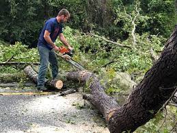 Trusted Coldstream, KY Tree Care Experts