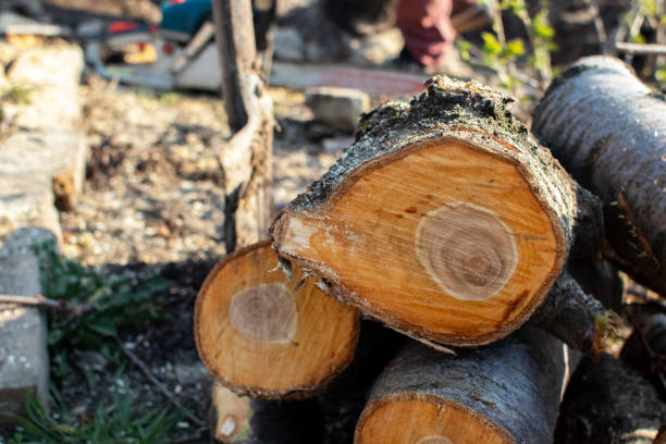 How Our Tree Care Process Works  in  Coldstream, KY